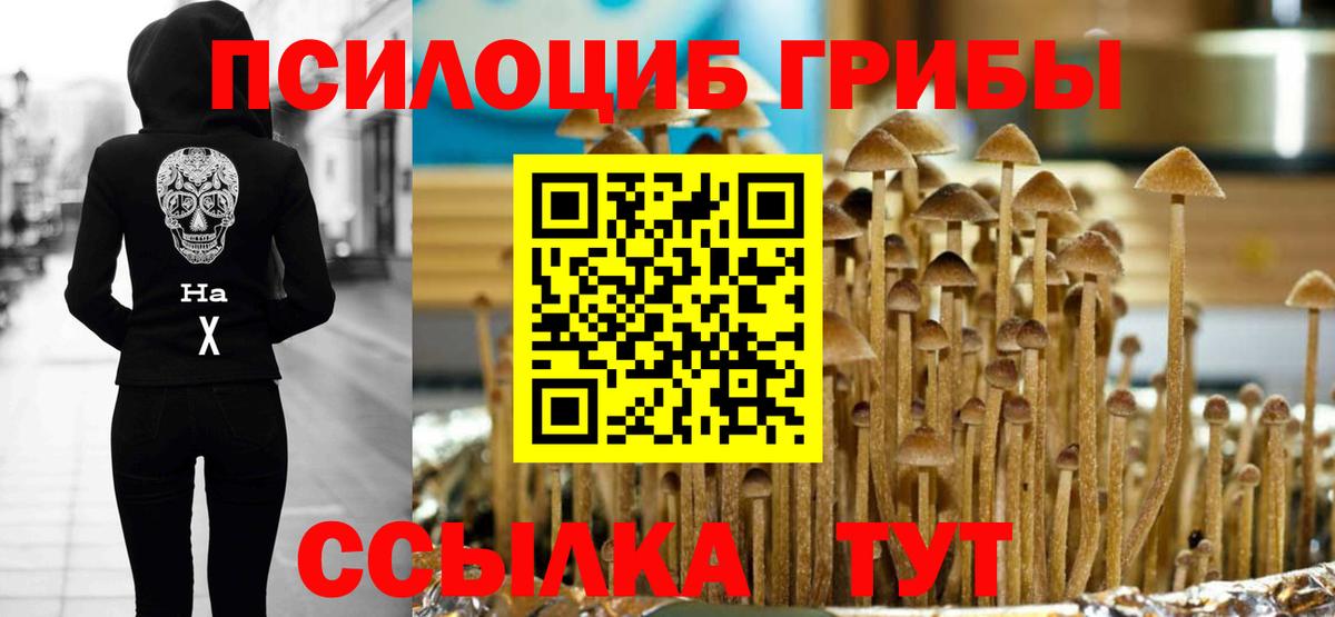 Моздок  Псилоцибиновые грибы Psilocybine cubensis  Вход с VPN 